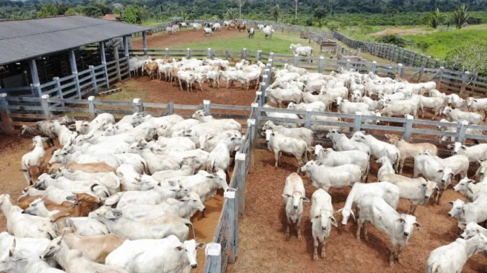 Rondônia possui um rebanho bovino que supera 18 milhões de cabeças, distribuídas entre corte e leite