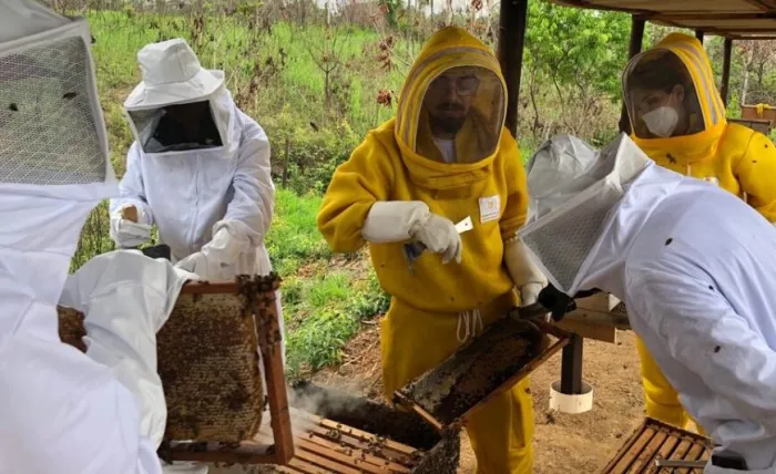 Levantamento da Idaron indica a existência de mais de mil propriedades com produção de abelhas em Rondônia