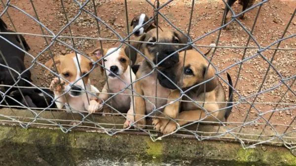 Foto: Reprodução/Câmara de Sorriso - MT