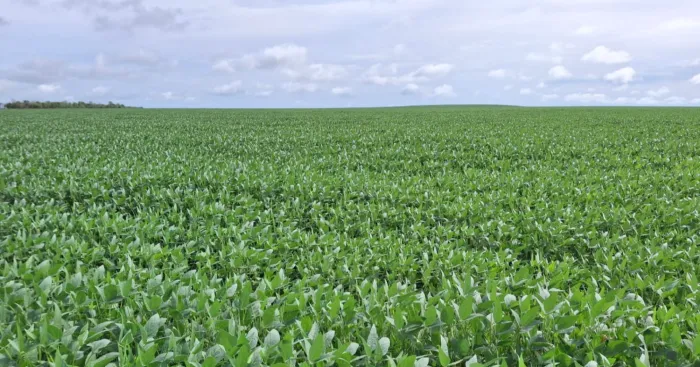 Capital do Agro: Porto Nacional exporta R$ 190 milhões no primeiro bimestre e lidera ranking estadual