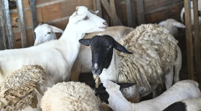 Programa de inseminação artificial apoiado pelo Governo de Sergipe promove melhoria nos rebanhos de pequenos produtores