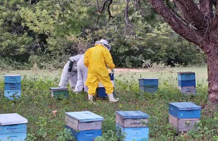Sada e Adapi investigam alta mortalidade de abelhas em Canto do Buriti