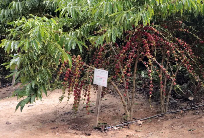 Tecnologia no cultivo do café clonal como potencial ao desenvolvimento rural é apresentado em São Domingos do Guaporé