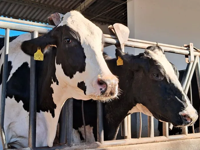 Santa Catarina celebra 17 anos de pioneirismo em identificação individual de bovinos e bubalinos