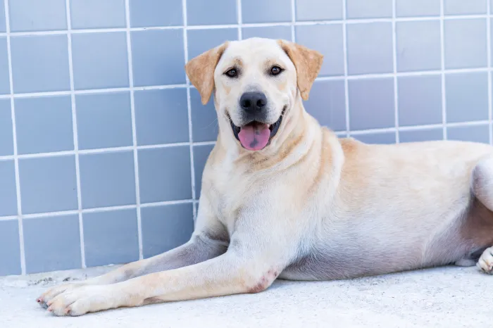 CCZ de Bertioga está com mais de 160 pets disponíveis para adoção