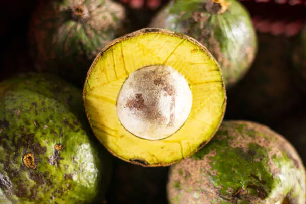 Abacate Betânia comercializado a R$ 4,00/kg na Ceasa em Maracanaú