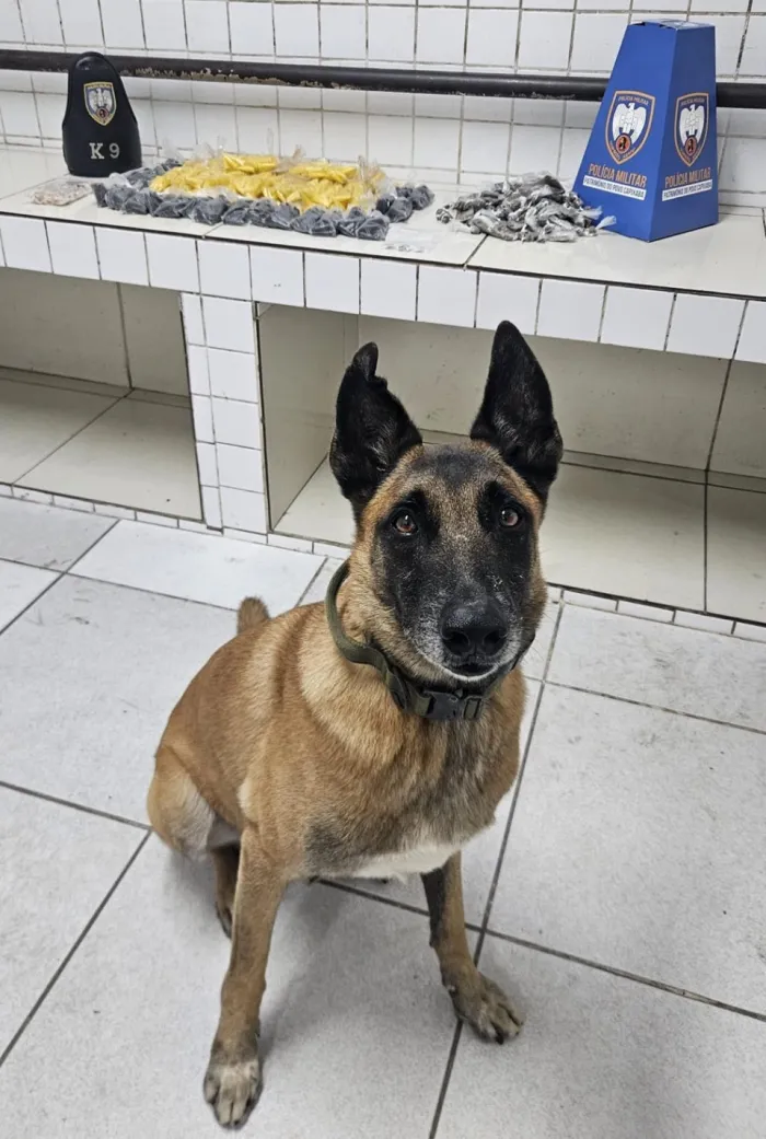 CÃO FAREJADOR LOCALIZA ENTORPECENTES EM BAIRRO DA SERRA
