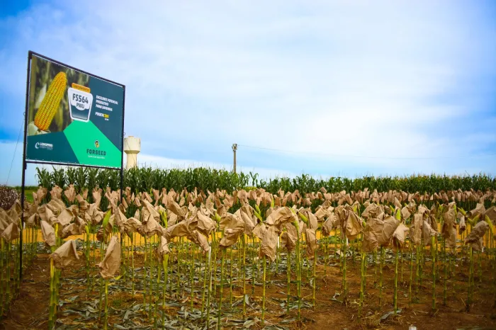 Maranhão registra crescimento do PIB e supera média nacional, revela estudo do Imesc