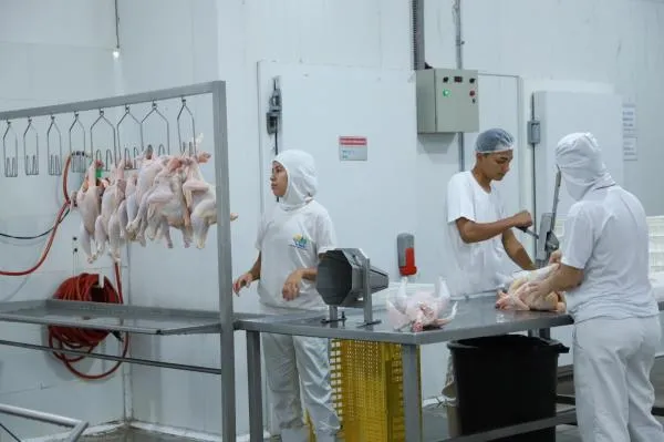 Programa municipal de abate de aves impulsiona agricultura familiar