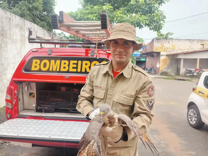 Bombeiros resgatam mais de 4,2 mil animais silvestres na Grande Ilha
