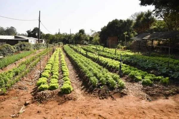 Parlamentar sugere implantação de horta comunitária no Jardim Amazônia