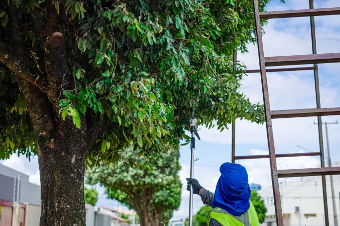 Prefeitura inicia ampla poda de árvores no perímetro urbano