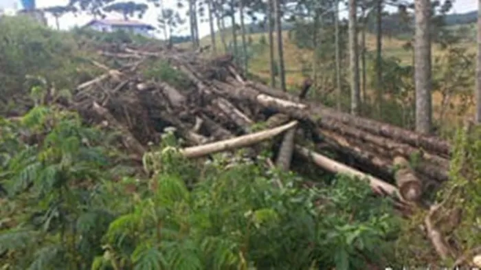 Polícia Militar encontra desmatamento de cinco hectares em São Joaquim