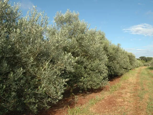 Pesquisadores da Epagri identificam primeiro registro de bactéria capaz de causar doenças em oliveiras de SC
