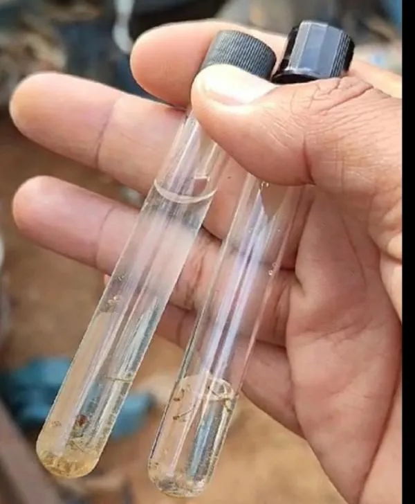 Sorriso recebe professores da UEL para curso sobre aplicação de larvicida biológico