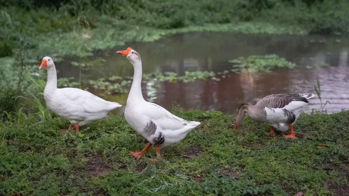 Prefeitura dá sequência aos cuidados com os patos e gansos retirados do Jardim do Lago e Jardim Paulista
