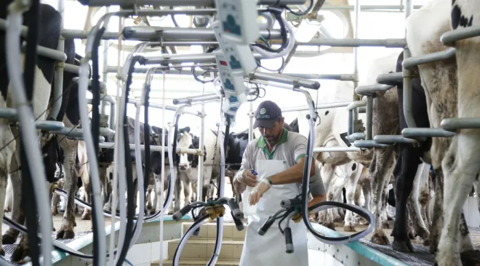 Sergipe registra maior crescimento da produção de leite no Nordeste, aponta BNB