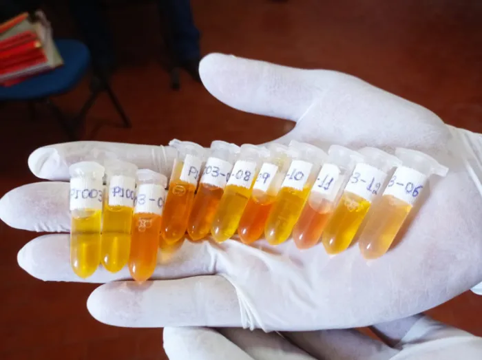 Piauí intensifica vigilância contra influenza aviária e doença de Newcastle