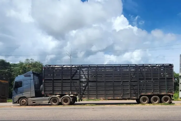Sefa apreende 240 cabeças de gado, pneus e revestimento para piso