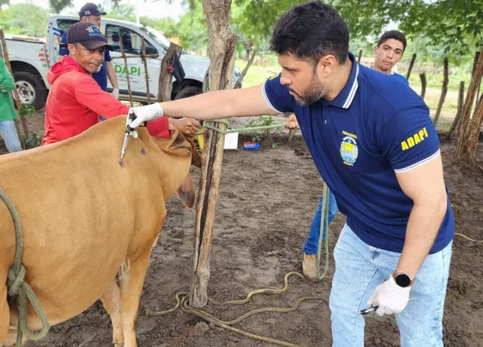Sada recebe primeiras amostras do maior inquérito sobre brucelose e tuberculose bovina no Piauí