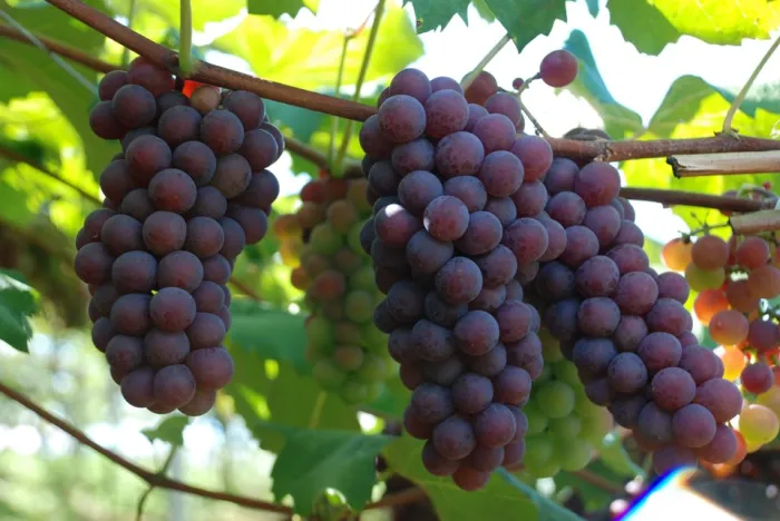 Foto: Reprodução/Secom Espírito Santo