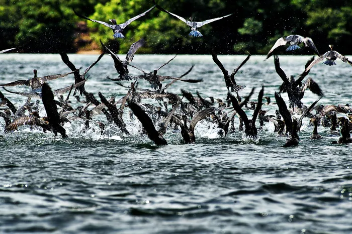 Foto: Denis Ferreira Netto/SEDEST