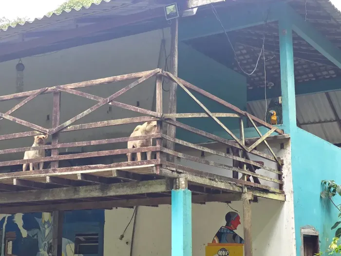 Operação da Polícia Civil combate crimes praticados contra animais em Castanhal