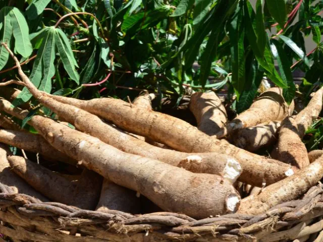 Foto: Reprodução/Secom SC