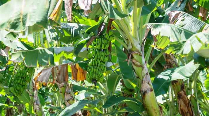 Sergipe adota ações de prevenção e controle de doença fúngica na cultura da bananeira