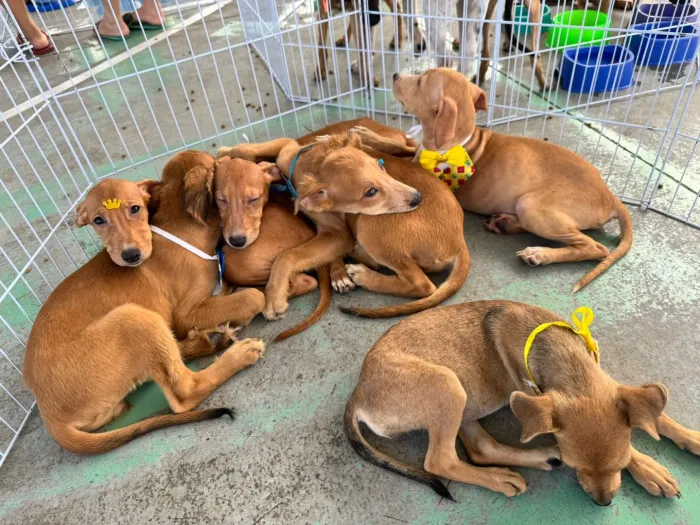 Saúde da Paraíba promove ações de proteção animal em João Pessoa e Campina Grande neste sábado