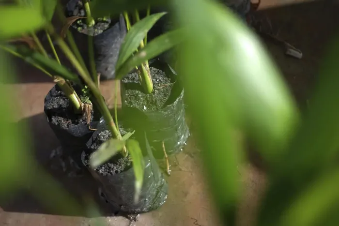 Foto: Pedro Guerreiro - Ag. Pará