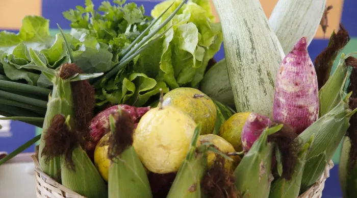 Serviços da Agricultura estão entre os mais procurados no Sergipe é aqui