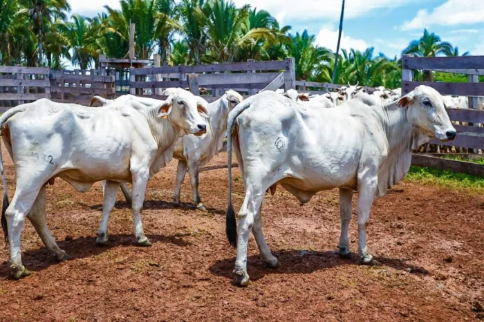 Foto: Reprodução/Secom Piauí