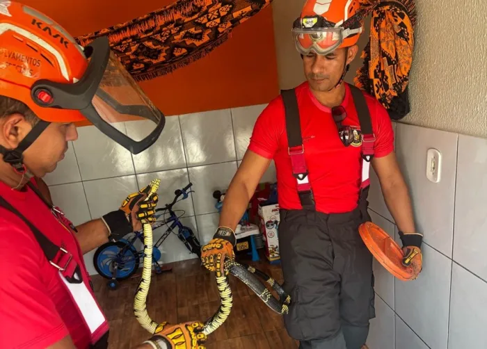 Bombeiros alertam para cuidados no contato com animais peçonhentos e silvestres