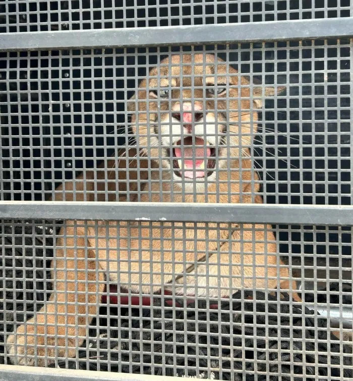 Foto: Reprodução/Polícia Militar - ES