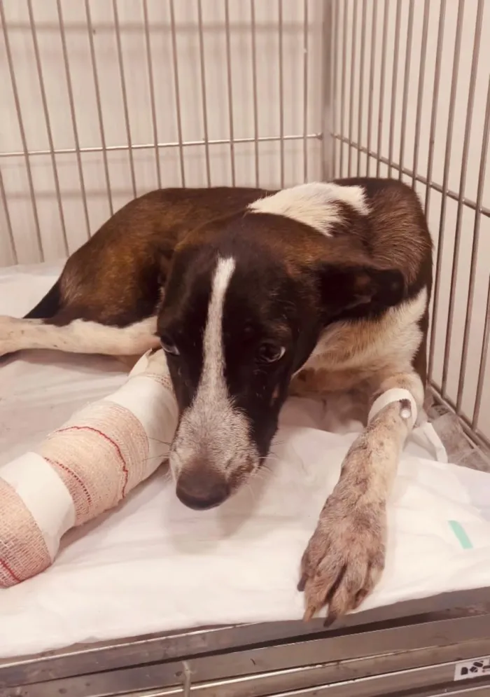 População pode denunciar casos de maus-tratos a animais pelo aplicativo ‘João Pessoa na Palma da Mão’