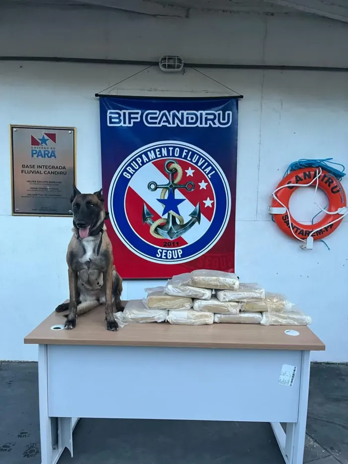 Cadela da PM do Pará ajuda na apreensão de mais de duas toneladas de drogas no oeste paraense