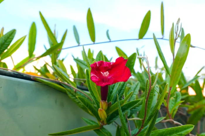 Foto: Reprodução/Prefeitura de Parauapebas - PA