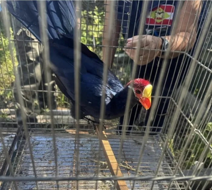 Operações de fiscalização ambiental apreendem mais de 230 animais silvestres em Santa Catarina