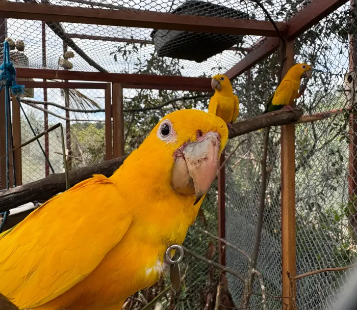 Foto: Beatriz Rabelo - Ascom/IDEFLOR-Bio