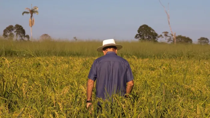 Parceria entre Prefeitura de Rio Branco e Embrapa no plantio de arroz beneficiará produtores da agricultura familiar
