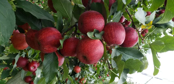 Erradicação de praga ajudou a transformar Santa Catarina em maior produtor de maçãs do país