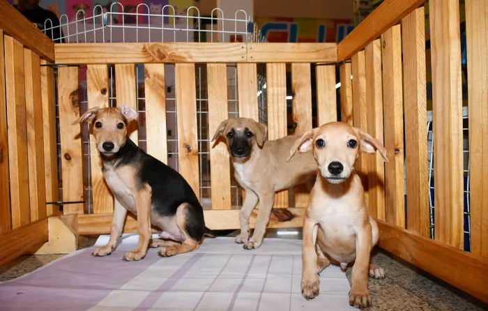 Foto: Reprodução/Prefeitura de Nova Iguaçu - RJ