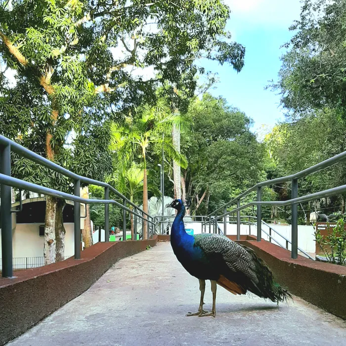 Foto: Reprodução/Prefeitura de João Pessoa - PB