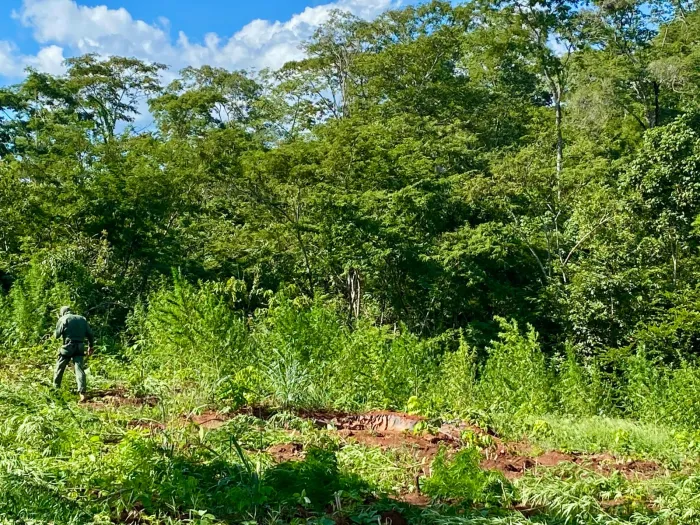 Segurança Pública destrói mais de 12 mil pés de maconha em Barra do Corda e Jenipapo dos Vieiras