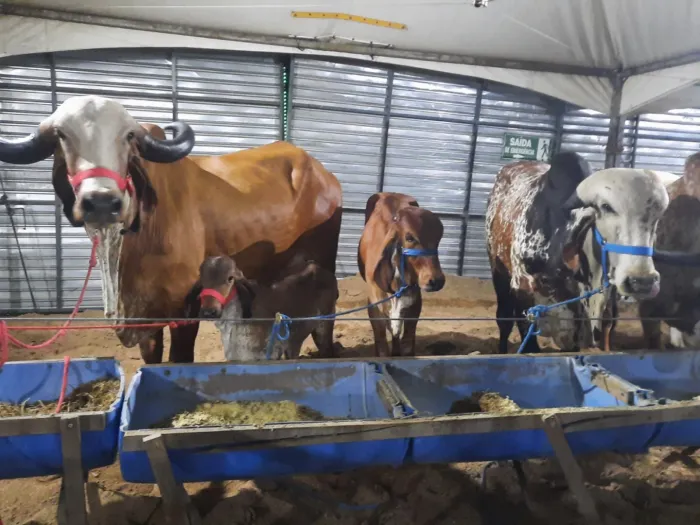 55ª Exposição de Animais começa neste domingo em Campina Grande