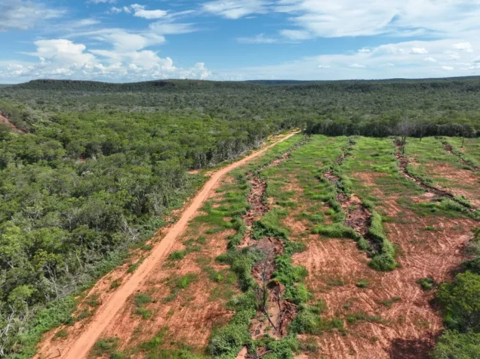 Piauí reduz mais de 12% o desmatamento ilegal em 2024, aponta MapBiomas