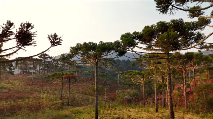 Foto: Reprodução/Secom SC