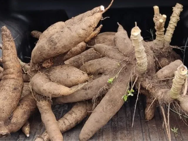 Foto: Reprodução/Secom SC