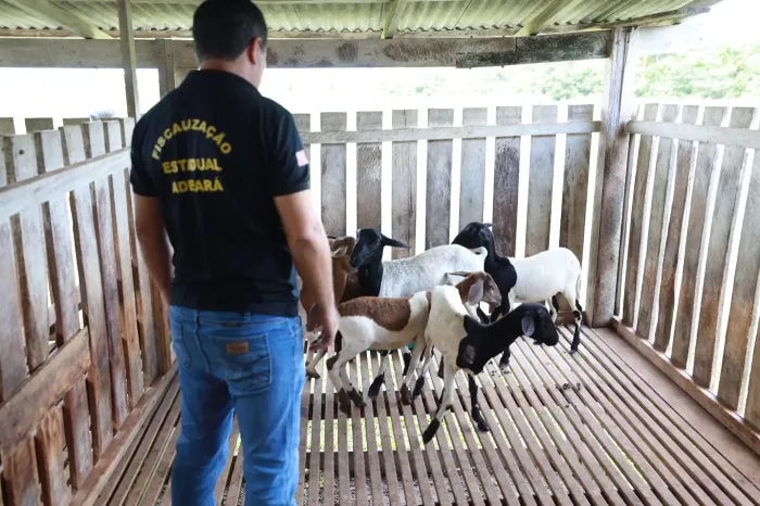 Foto: Alex Ribeiro / Ag. Pará